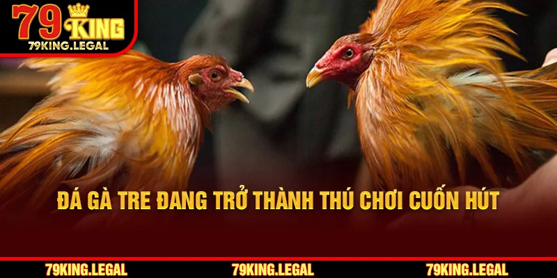 Đá gà tre đang trở thành thú chơi cuốn hút