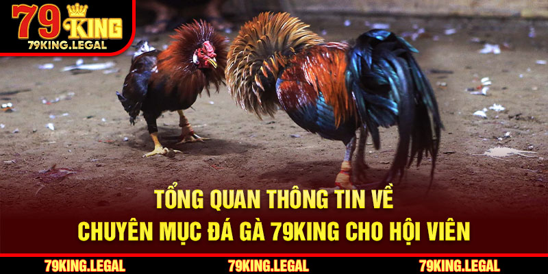 Tổng quan thông tin về chuyên mục đá gà 79King cho hội viên